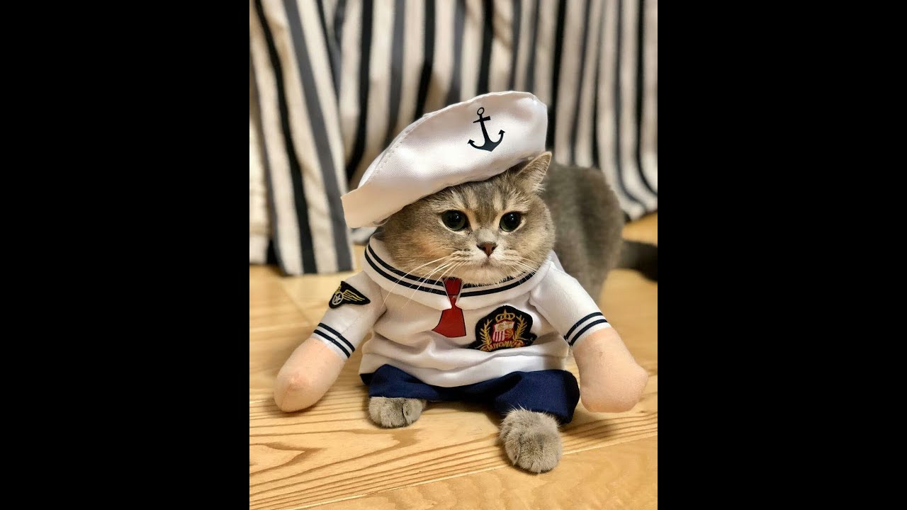 Cute Cats in Costume [Compilation 2019] Like on Catwalk