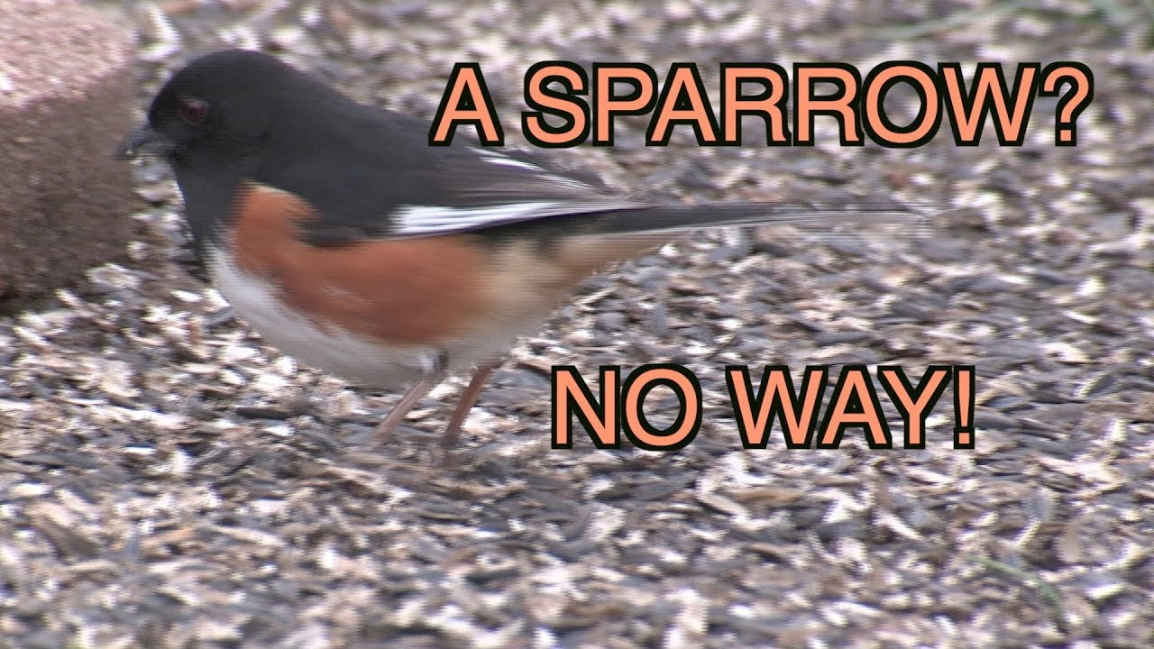 Eastern Towhee: NARRATED