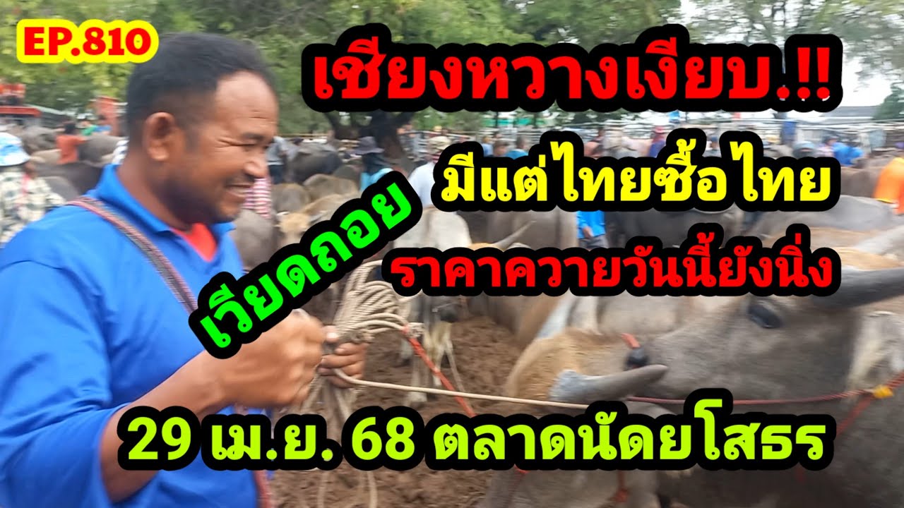 EP.810 ราคาควายวันนี้ 29 เม.ย. 68 ตลาดนัดบ้านเชียงหวาง จ.ยโสธร