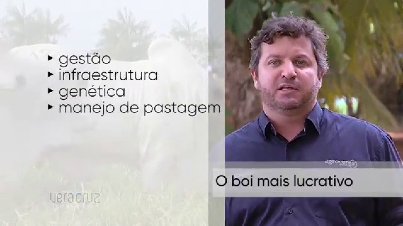 #EspecialNeloreVeraCruz - O boi mais lucrativo