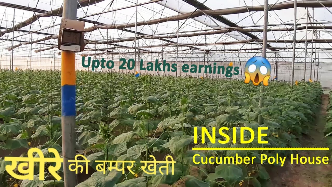 Inside : Cucumber Poly House 