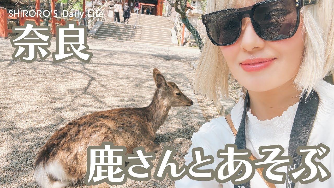 鹿さんとあそぶ