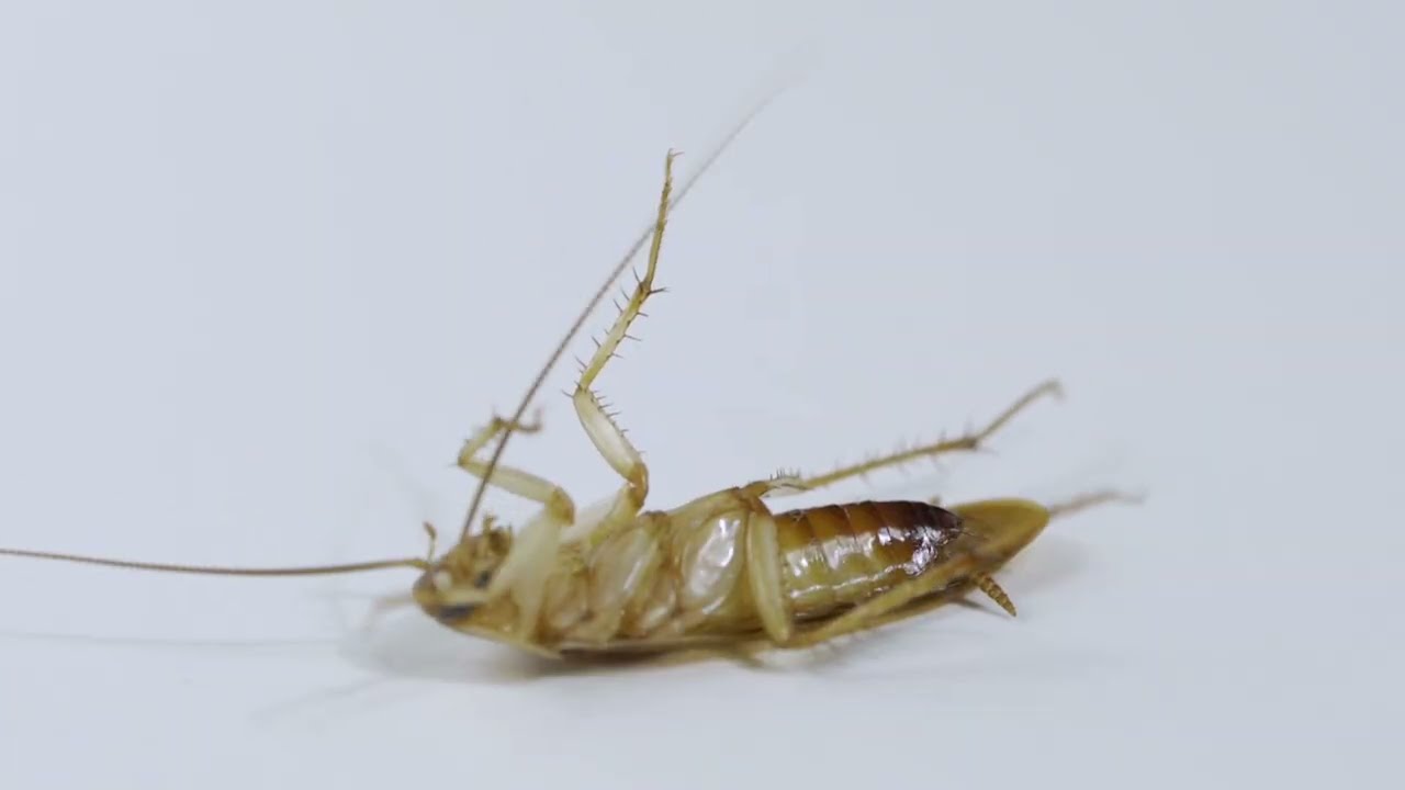 The Origin of German Cockroaches