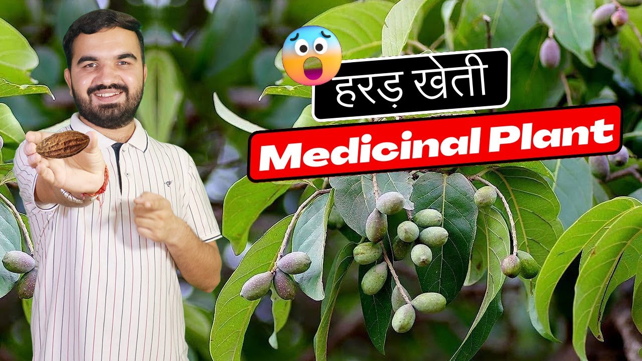 हरड़ की खेती | Harad farming | medicinal Plant | Haritaki farming | Harad ki kheti | Harad plant