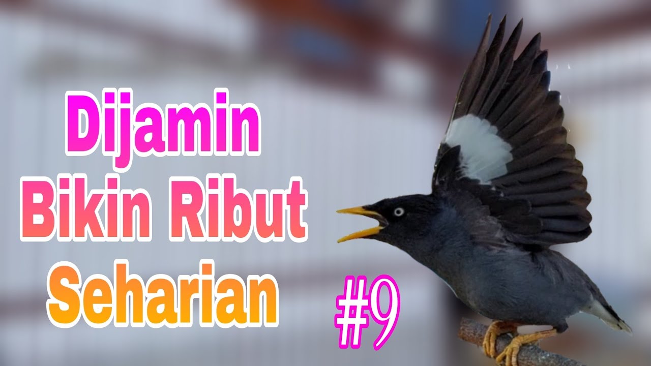 Kicauan Jalak Kebo Muda Gacor Manggut - Manggut Langsung Di Respon Ribut Seharian #9