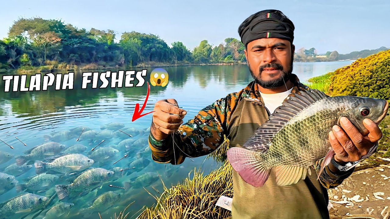 Caught a Big Tilapia 😱 | Unbelievable 3-Hook Catch 🎣 | ABR Fishing