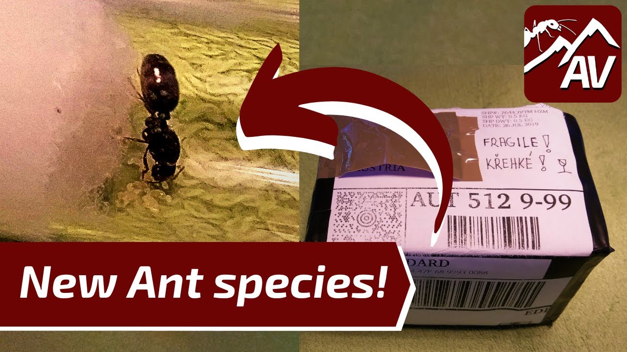 ANT UNBOXING: Package from Subscriber - New Queen Ants!