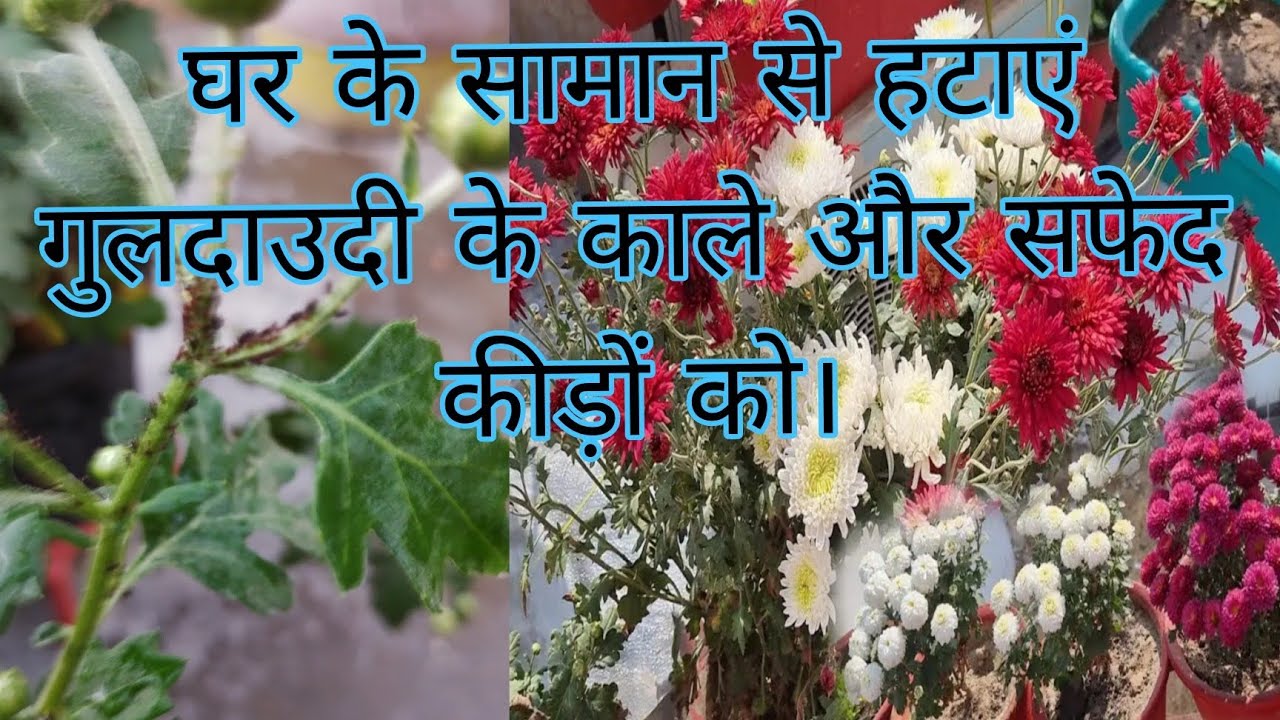 Save chrysanthemum from aphids and mealybugs/घरेल उपचार से कीड़ों को भगाएं/#वायरल_वीडियो .
