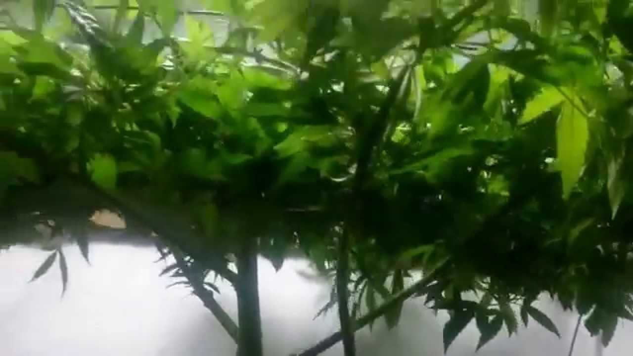 Delicious seeds Cotton Candy 1.2m square scrog