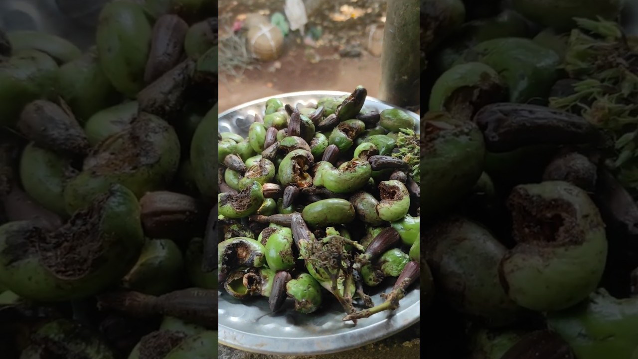 #CropLoss#FarmersLoss#CropDamage#cashew#