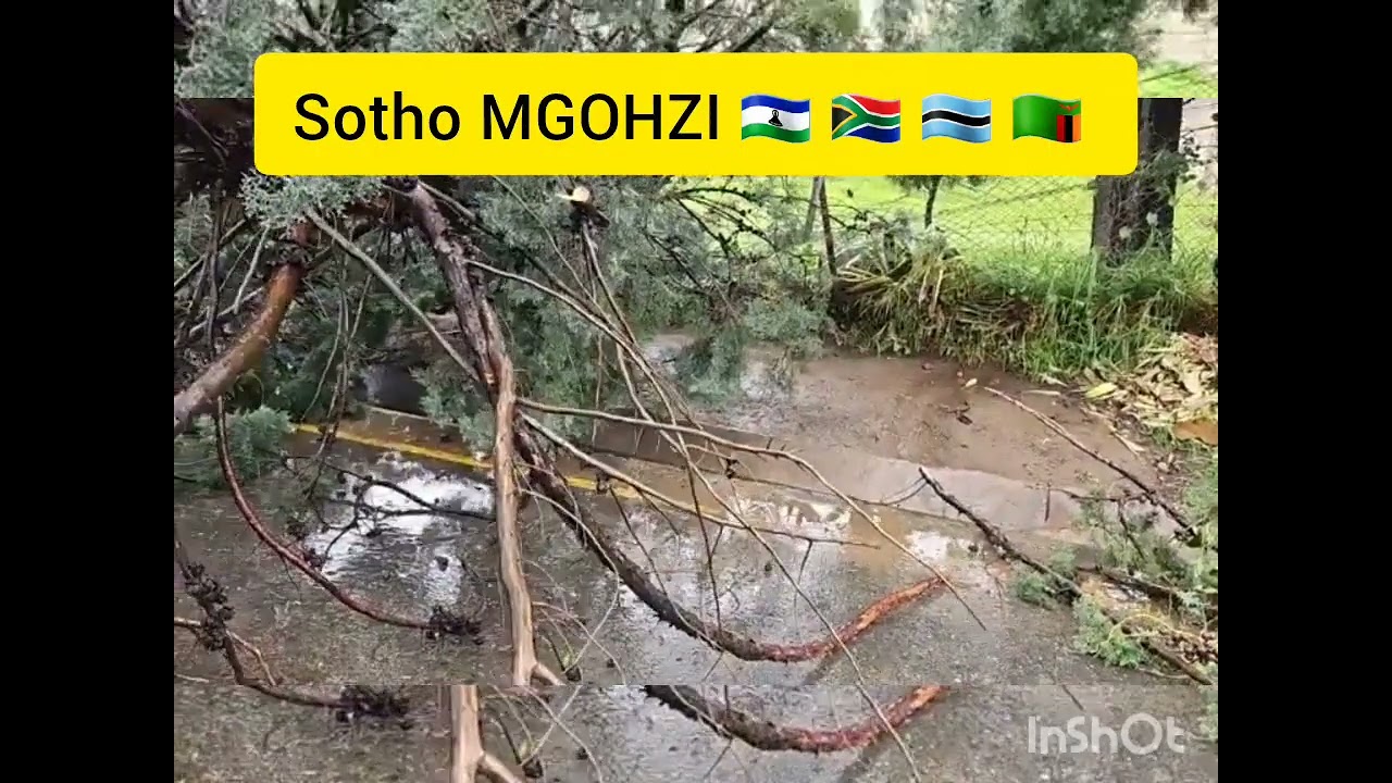 Senate se oela koloi Maseru😭😭😭