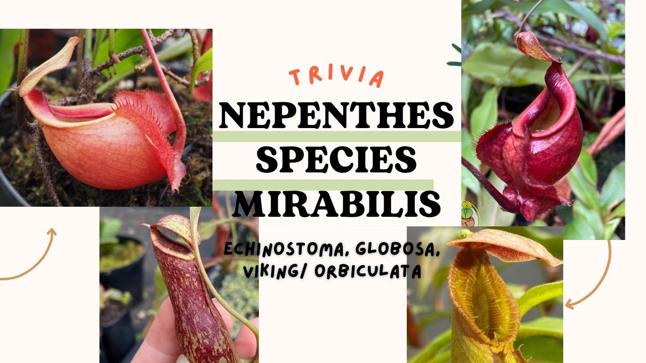 TRIVIA NEPENTHES / KANTONG SEMAR SPECIES: MIRABILIS   (ECHINOSTOMA, GLOBOSA & VIKING/ ORBICULATA