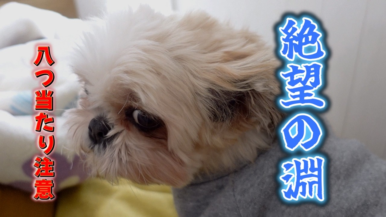 【悲報】クッションに乗れず絶望。慰めたら何故か理不尽な怒りに八つ当たりされました
