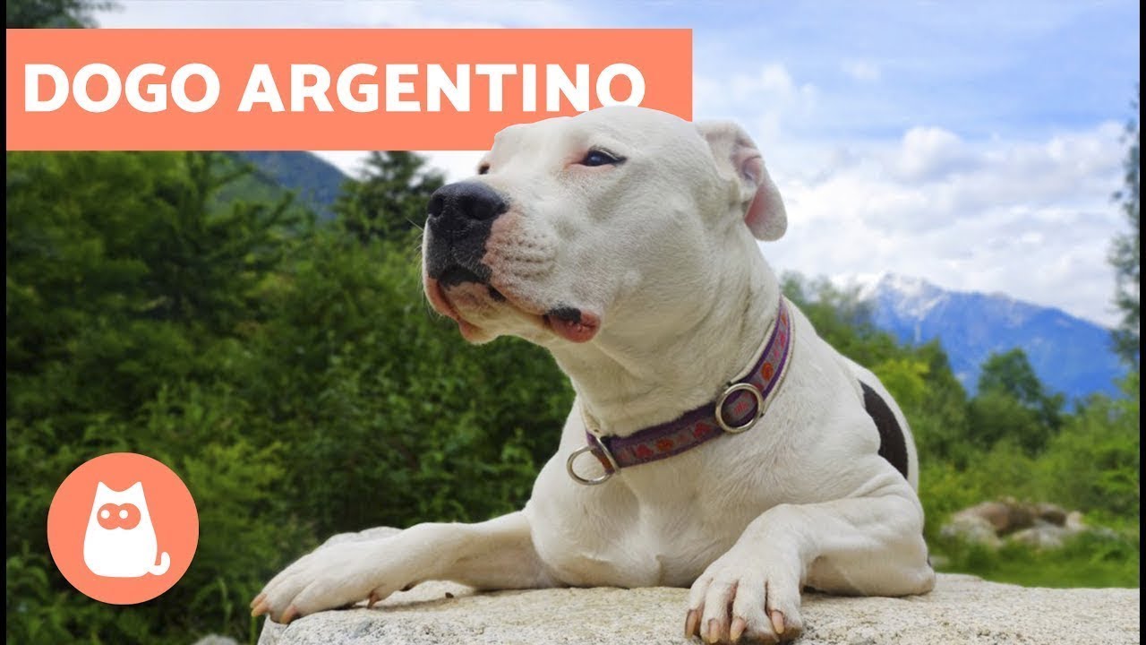Dogo Argentino – Addestramento, storia e caratteristiche della razza