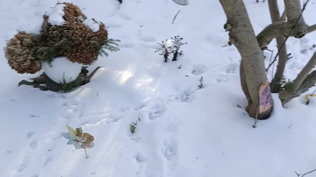 5 Styczeń ogród pod czapą śniegu ,,spacerek,,