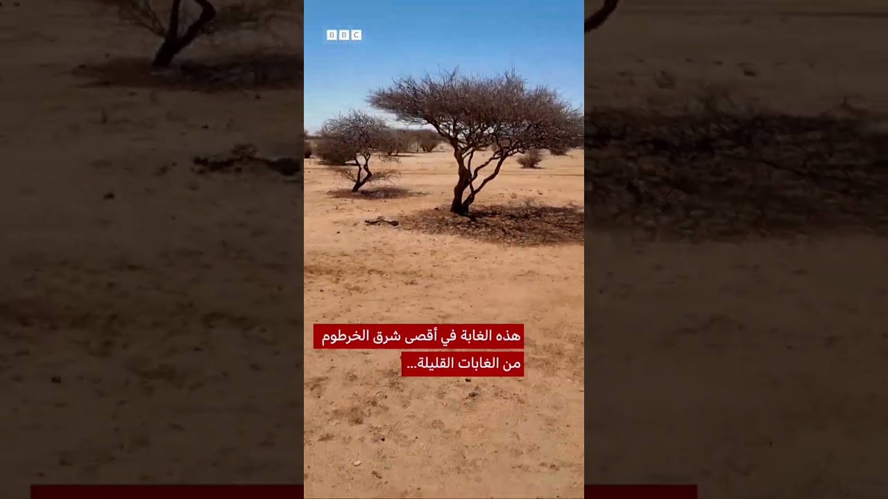 السودان: غابات السنط بلا أشجار