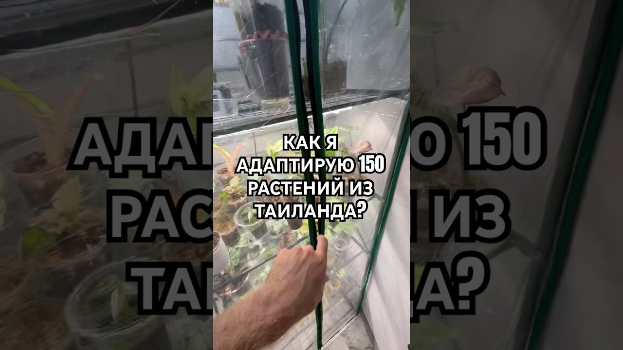 КАК Я АДАПТИРУЮ 150 РАСТЕНИЙ ИЗ ТАИЛАНДА?🥹 #растения #цветы #таиланд #монстера #алоказия #антуриум