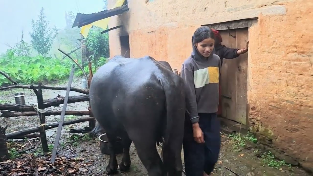 “Extreme Rain in the Himalayas 🌧️🏔️ | Real Hard Life in a Mountain Village”