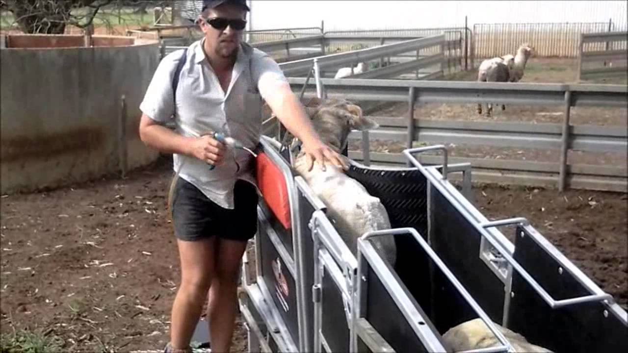 Combi Clamp Sheep Handler