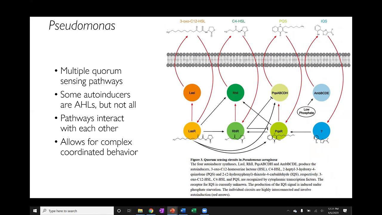 Lecture 8- Quorum sensing and biofilms
