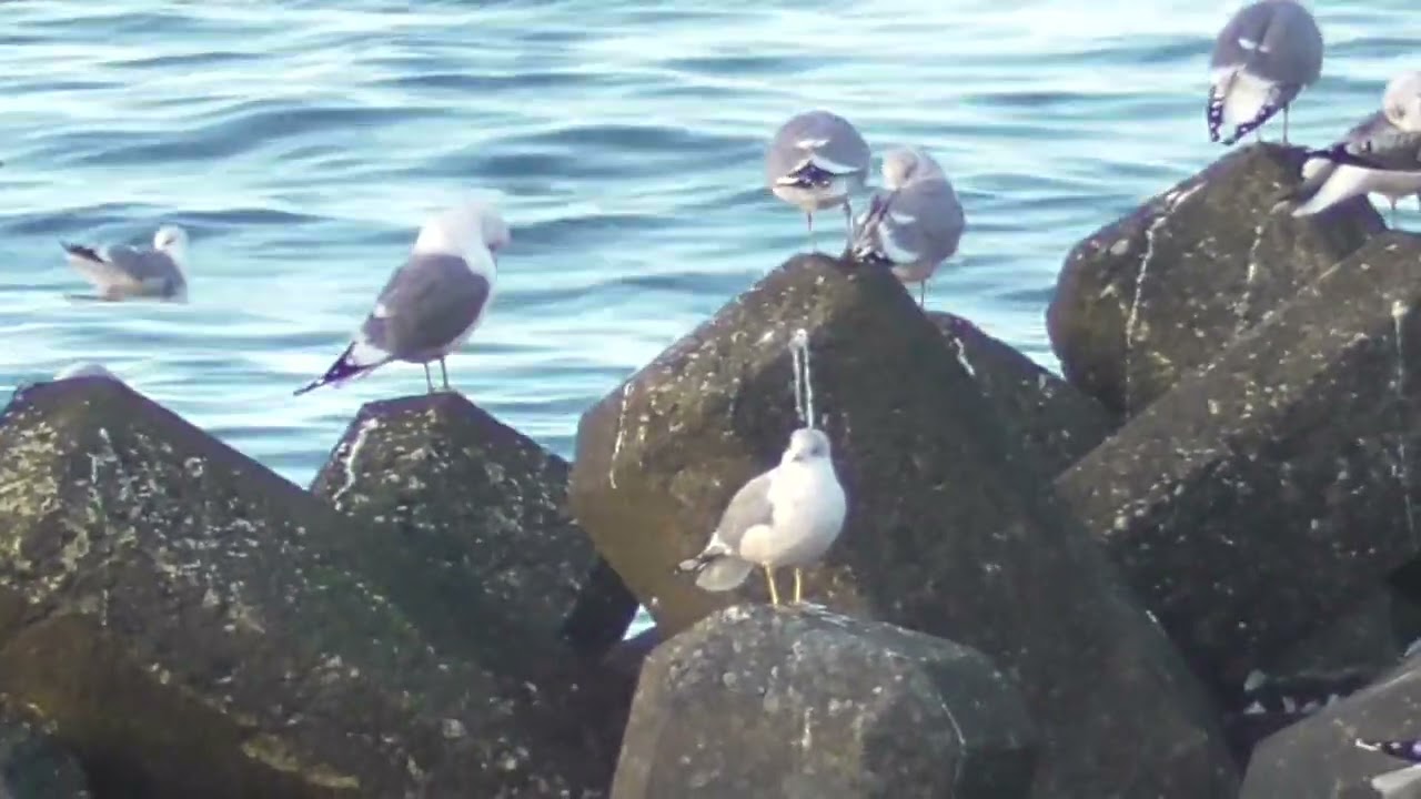 札幌近郊シリーズ 4　カモメ（Common Gull）、セグロカモメ等