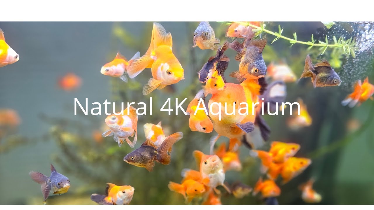 Natural 4K Aquarium Calm Water Sounds