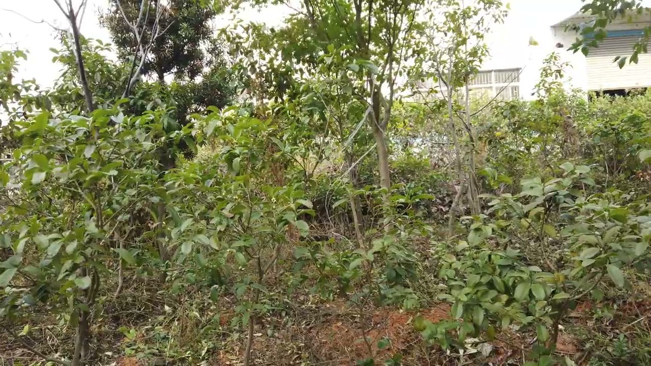 京家山鳥語園自然音饗宴  白宮歷史沿革 因家族+個人因素而返回人生地不孰+腦袋一片空白 不懂的環境與行業 只有將人生體驗+所學+結合時代趨勢 規劃打造心中桃花源+江西廠ESG歷史紀錄DJI 0460