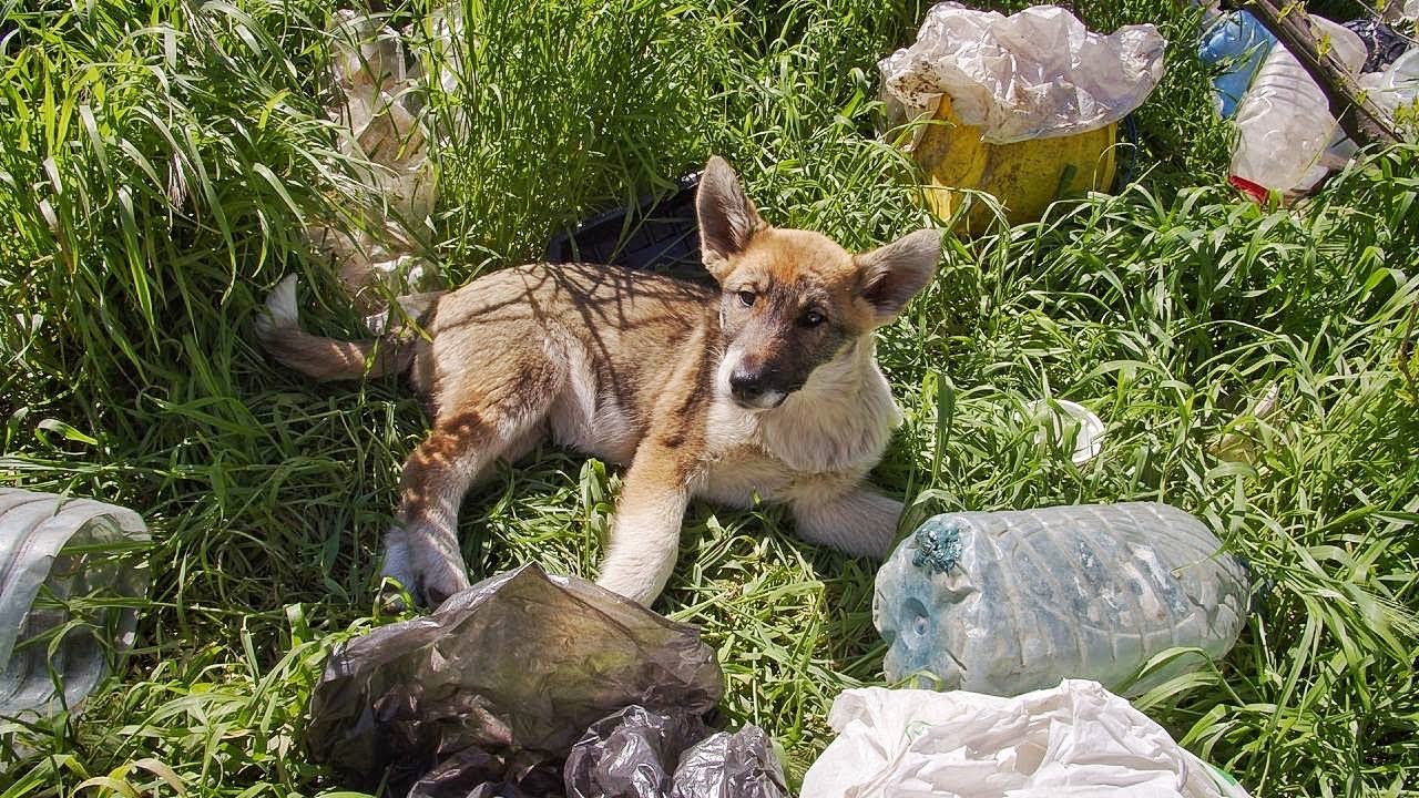 Abandoned Puppies with Broken Hearts Lived in Trash Pile until Someone Spotted them