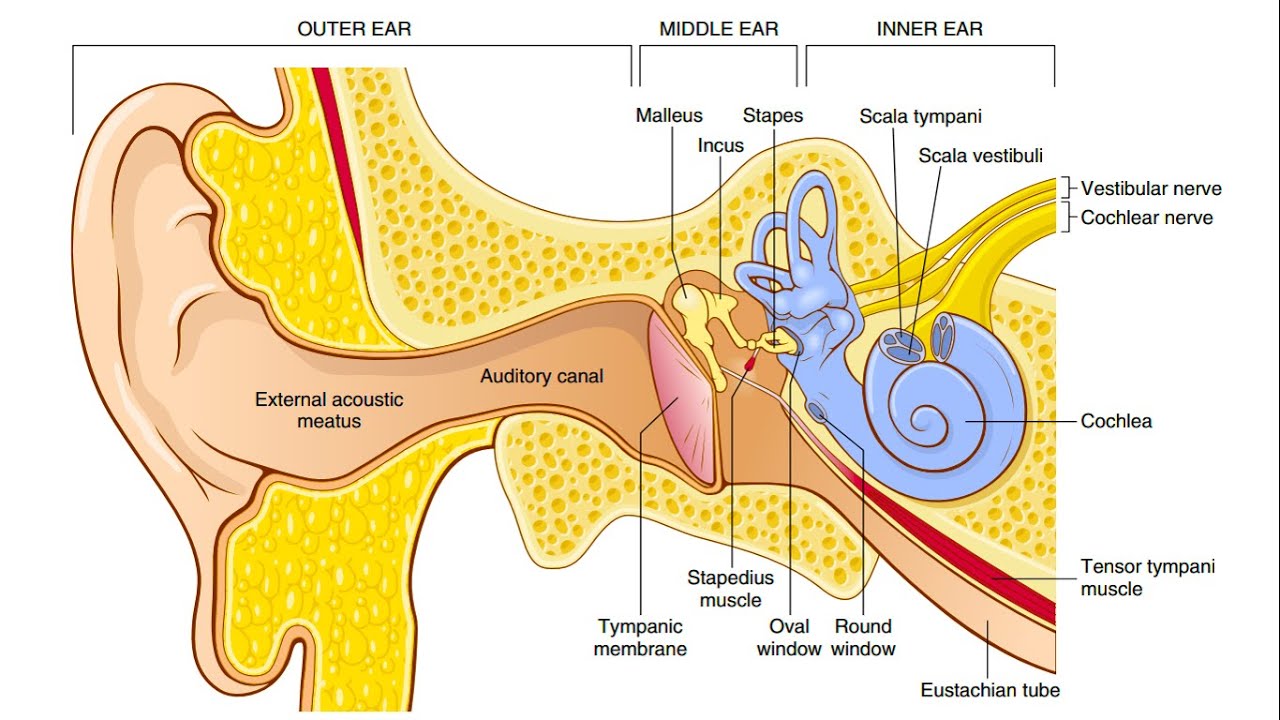 Physiology of Ear. Chapter 53 part 1. Guyton and Hall Physiology.