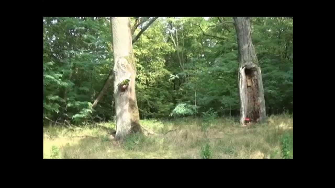 Klasztor oo. Kameduł&oacute;w w Bieniszewie