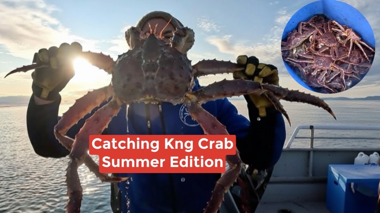 Первая ловля королевского краба летом.