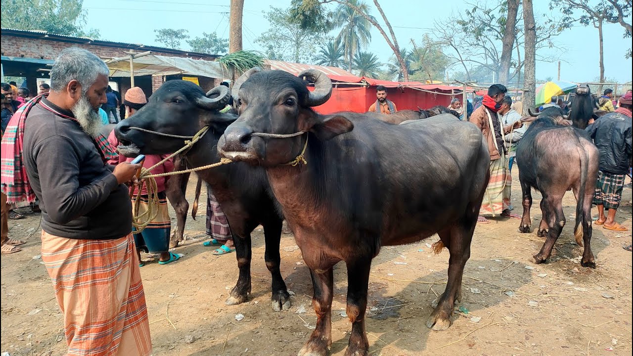 ২৯/১/২৫/ভরপুর মাংসের উপযোগী, বড় মহিষের দাম জানুন, পাঁচবিবিরহাট থেকে।