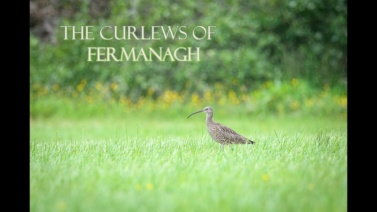 The Curlews of Fermanagh