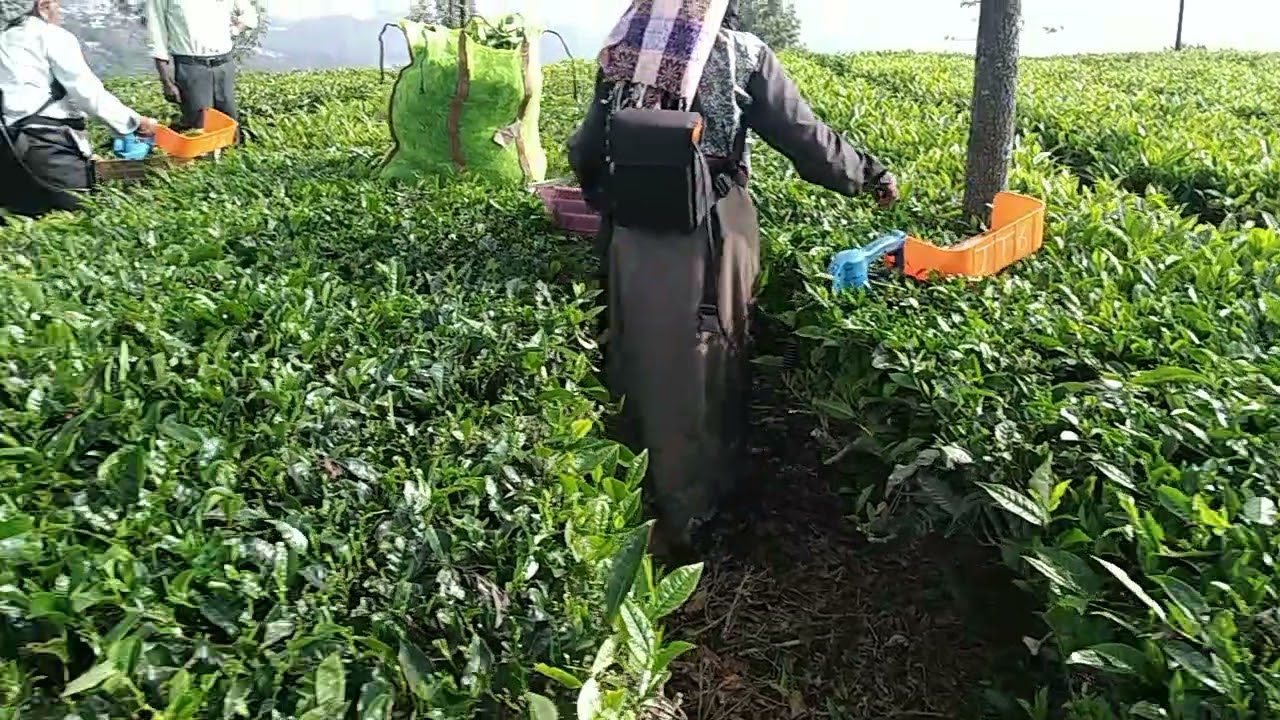 Battery tea harvester