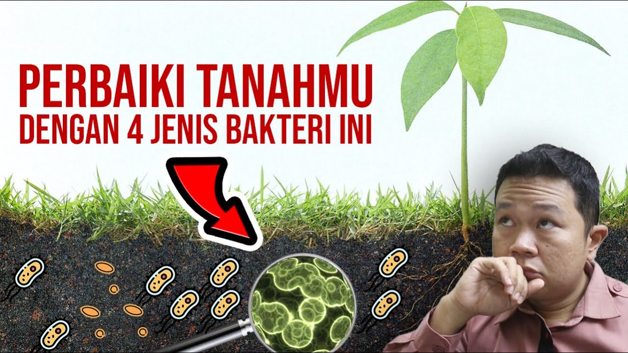 SUBURKAN TANAH PERTANIANMU DENGAN 4 BAKTERI PELARUT FOSFAT INI ❗❗❗