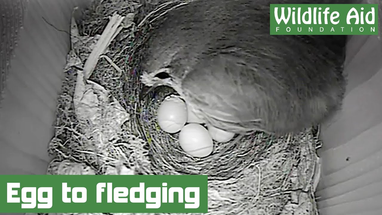 The first 40 days in the life of a robin!