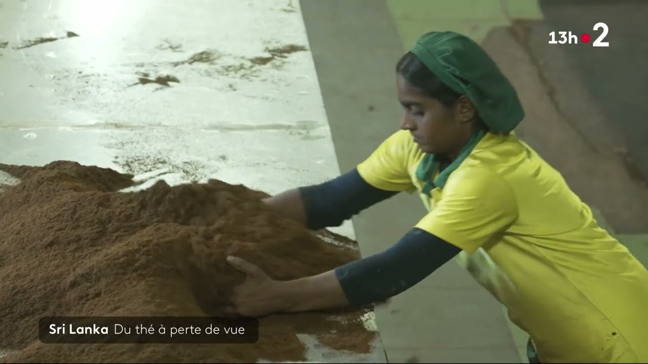 France 2 Thés noirs et blanc de Ceylan, sept 2024