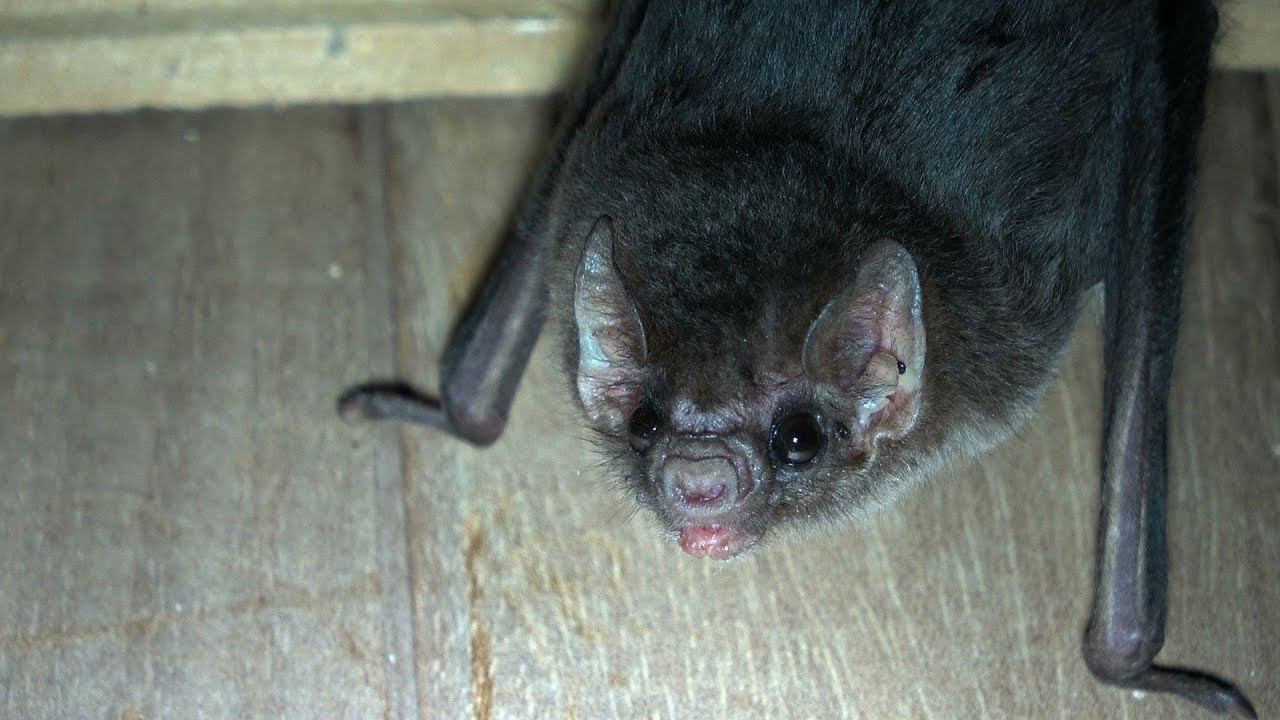 The Hairy-legged Vampire Bat has Nice Eyes