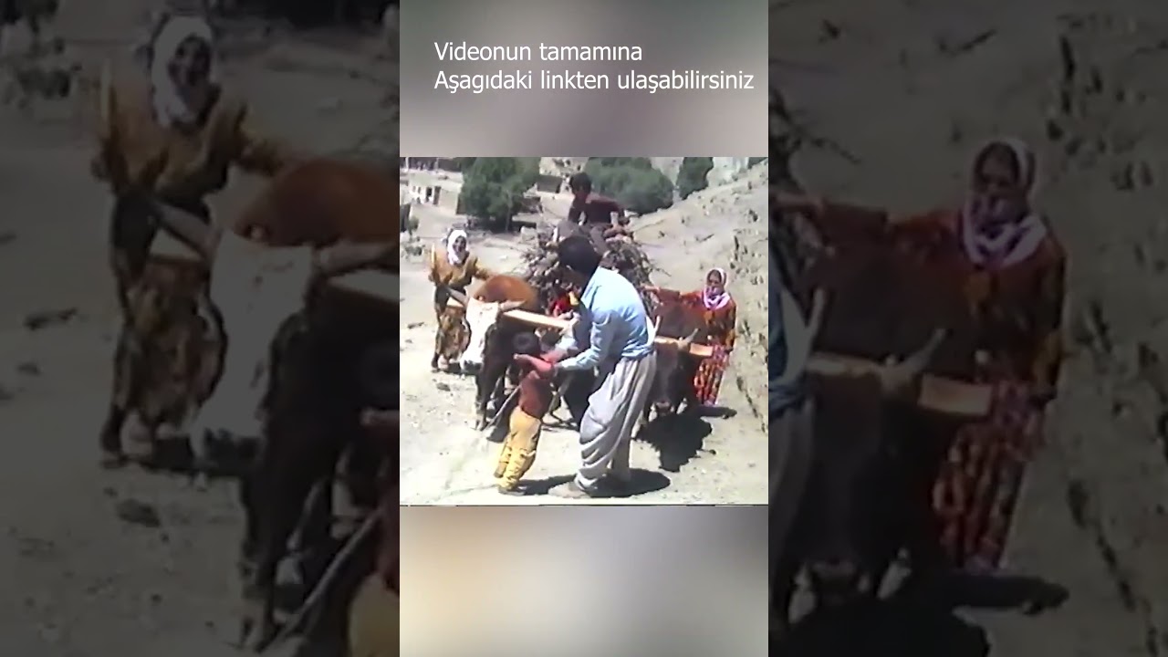1993 yılından bir g&ouml;r&uuml;nt&uuml; - &Ouml;k&uuml;z arabasıyla taşınan odunlar  #shortvideo #shorts #&ouml;k&uuml;zarabası #kagnı