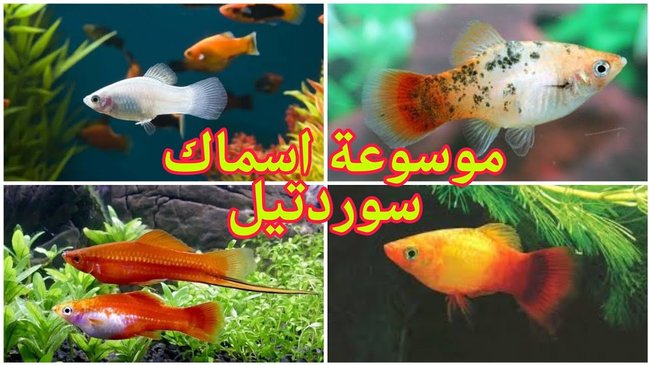 موسوعة اسماك سوردتيل الجزء الاول