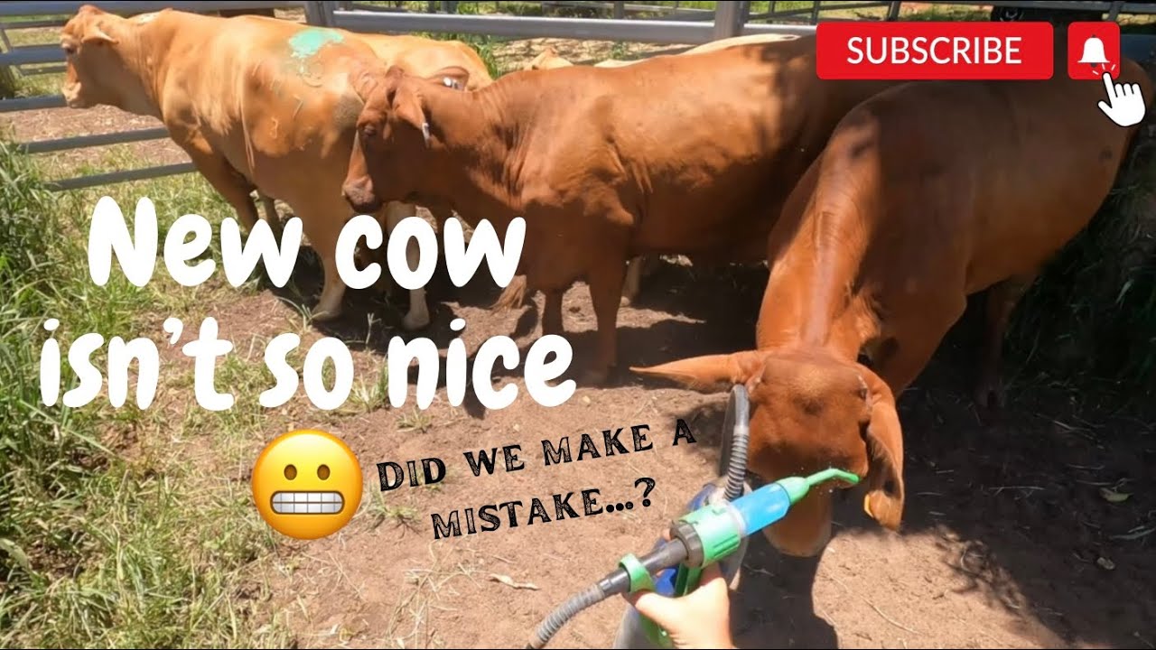 PART 2/2, selling weaners, buying new cows and calves and processing calves! VLOG #11