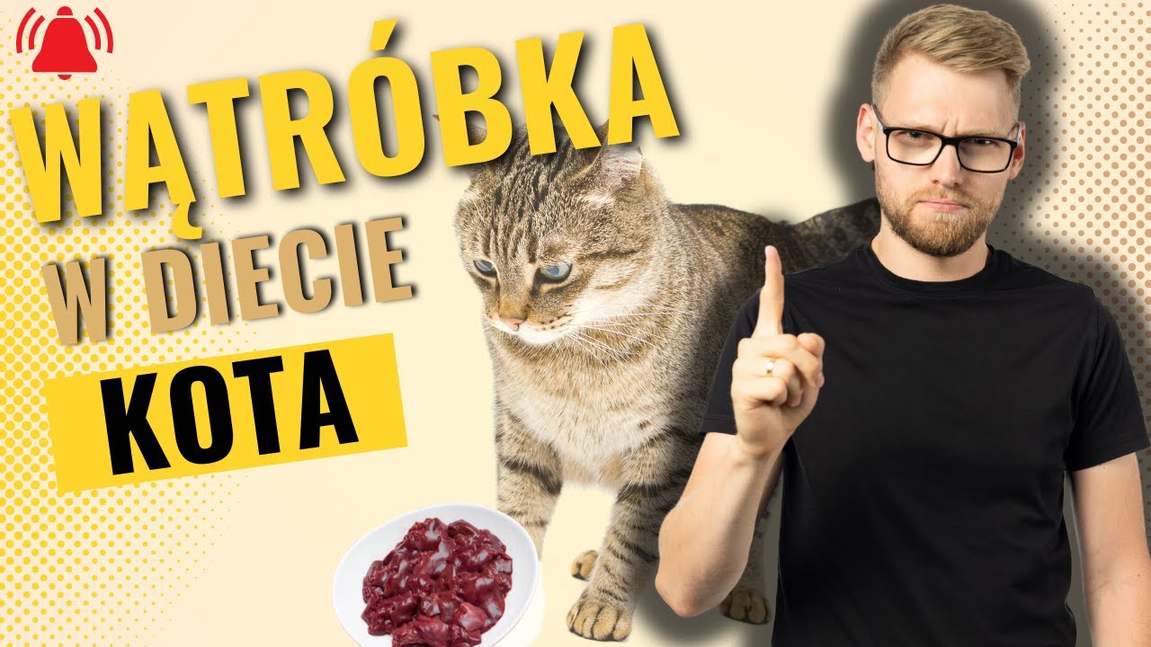 Czy można karmić kota wątróbką? Co na to dietetyk zwierzęcy ?