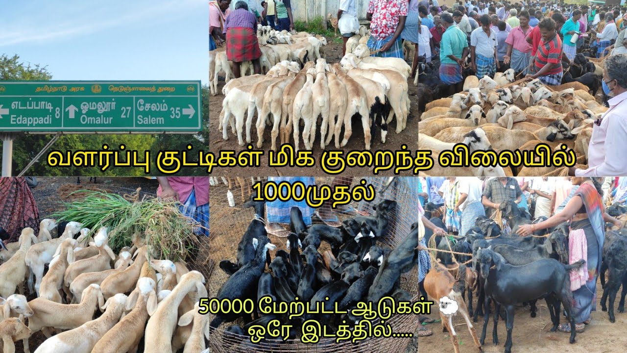 #கொங்கணாபுரம் ஆட்டு சந்தை நிலவரம் 9.09.2023 /konganapuram goat market full details..#thamizhanparvai