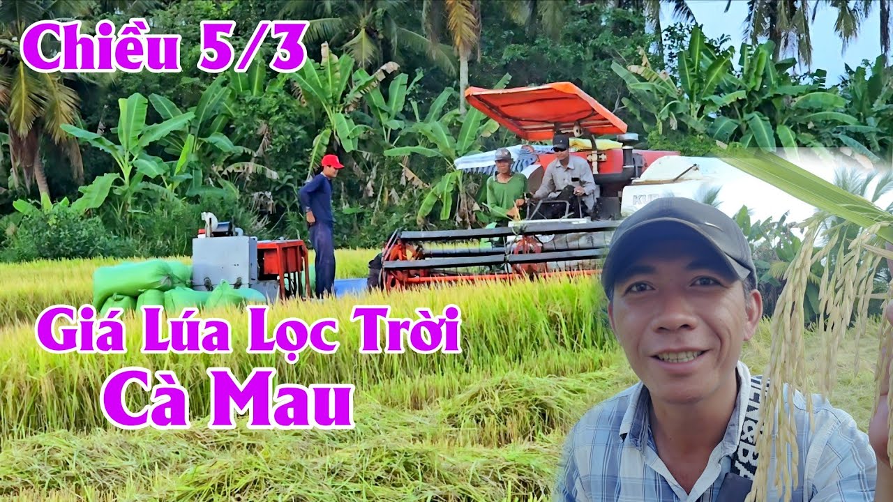 5/3 Giá Lúa Lọc Trời Hôm Nay Xả Khánh Hưng Cà Mau #ngườicàmau