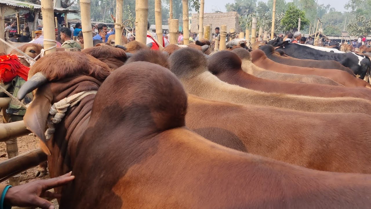 @আজ ২২৩জানুয়ারি ২৬ | ২৬ কোরবানি উপযোগী ষাঁড় এবং মাংসের ষাঁড় গরুর দাম | আমবাড়ি হাট | দিনাজপুর