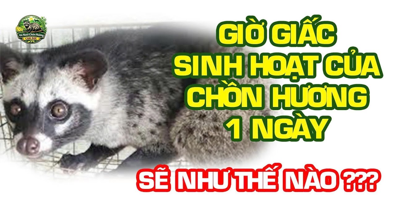 THỜI GIAN SINH HOẠT | ĂN UỐNG CỦA CHỒN HƯƠNG