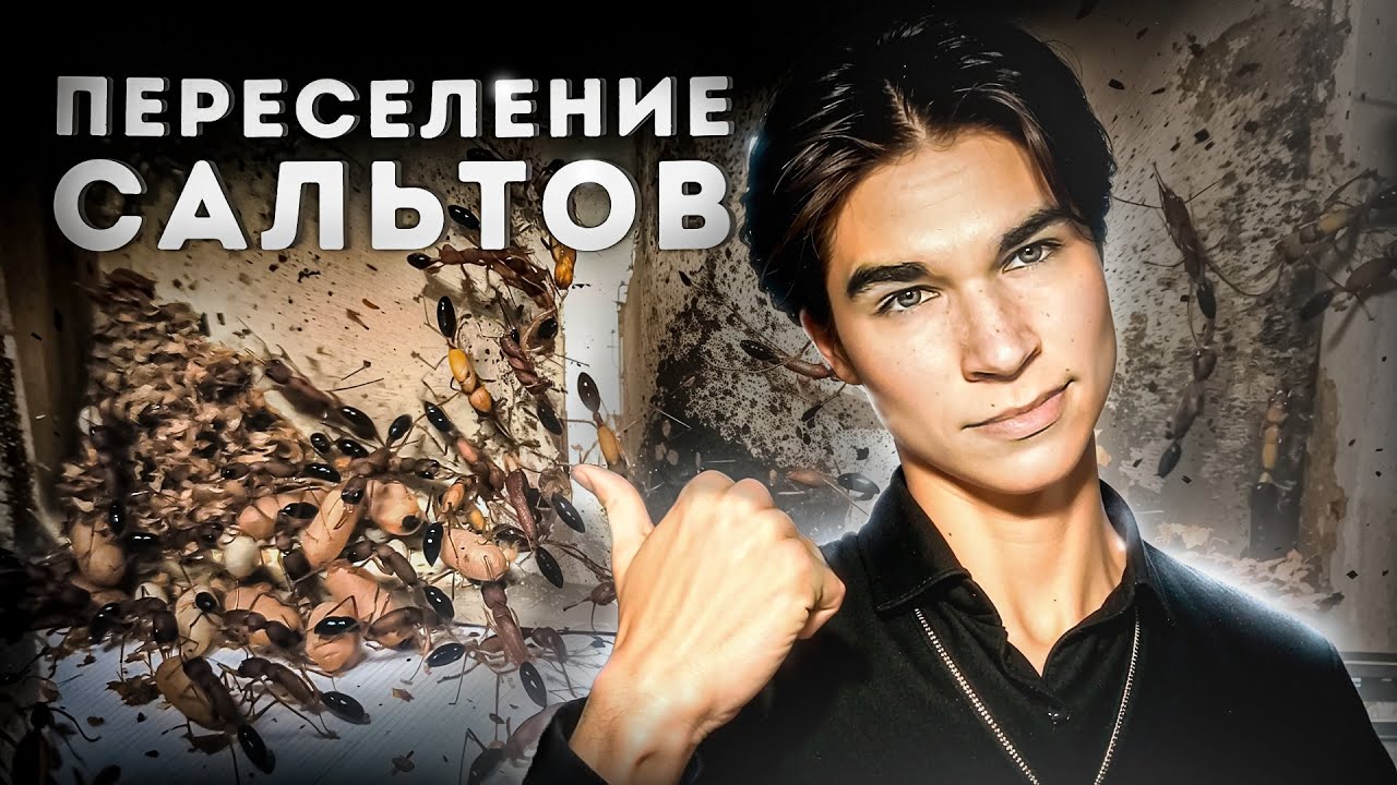 Я ПЕРЕСЕЛИЛ СВОЮ КОЛОНИЮ САЛЬТОВ В НОВЫЙ PONERINFORM! Переселение муравьёв Harpegnathos saltator😱
