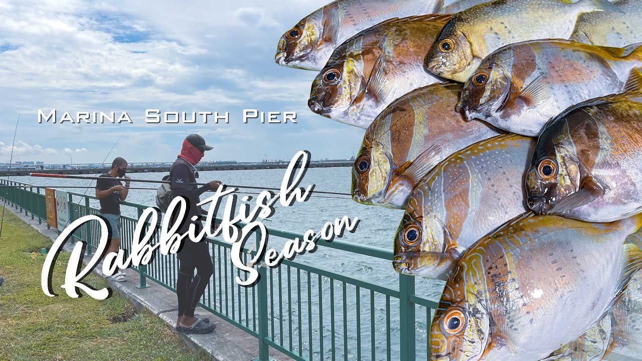 Rabbitfish Season Fishing - Marina South Pier Singapore