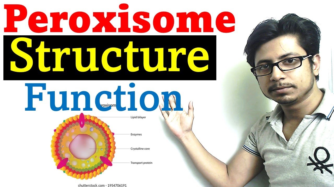 Peroxisome structure and function