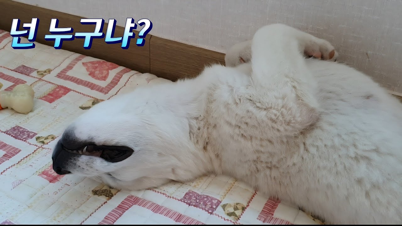 귀여움의 성장